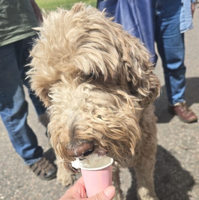 pup cups for furry attendees at Conifer Colorado event
